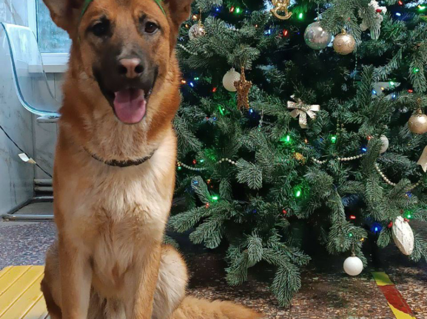 Кент - собака в клубе «Звёздный Пёс»