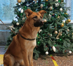 Кент - собака в клубе «Звёздный Пёс»