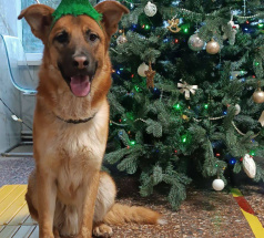 Кент - собака в клубе «Звёздный Пёс»