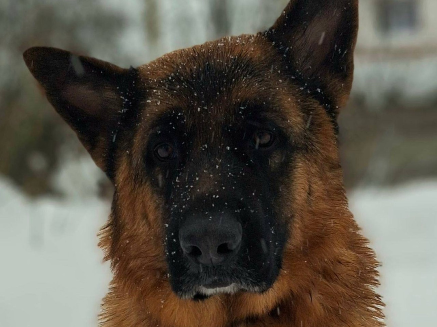 Фред - собака-проводник в клубе «Звёздный Пёс»
