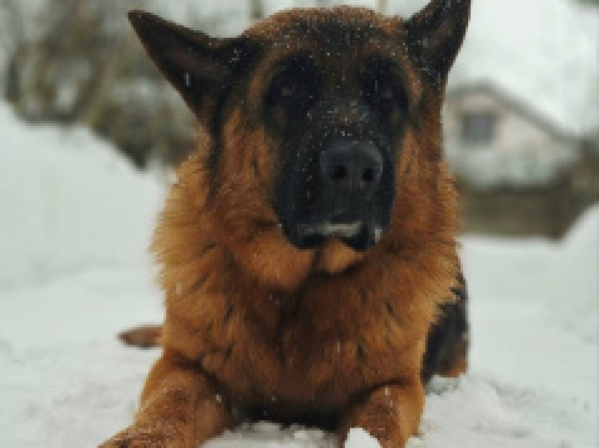 Фред - собака-проводник в клубе «Звёздный Пёс»