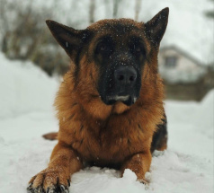 Фред - собака-проводник в клубе «Звёздный Пёс»