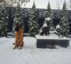 Фред - собака-проводник в клубе «Звёздный Пёс»