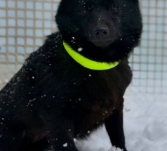 Клео - собака в клубе «Звёздный Пёс»