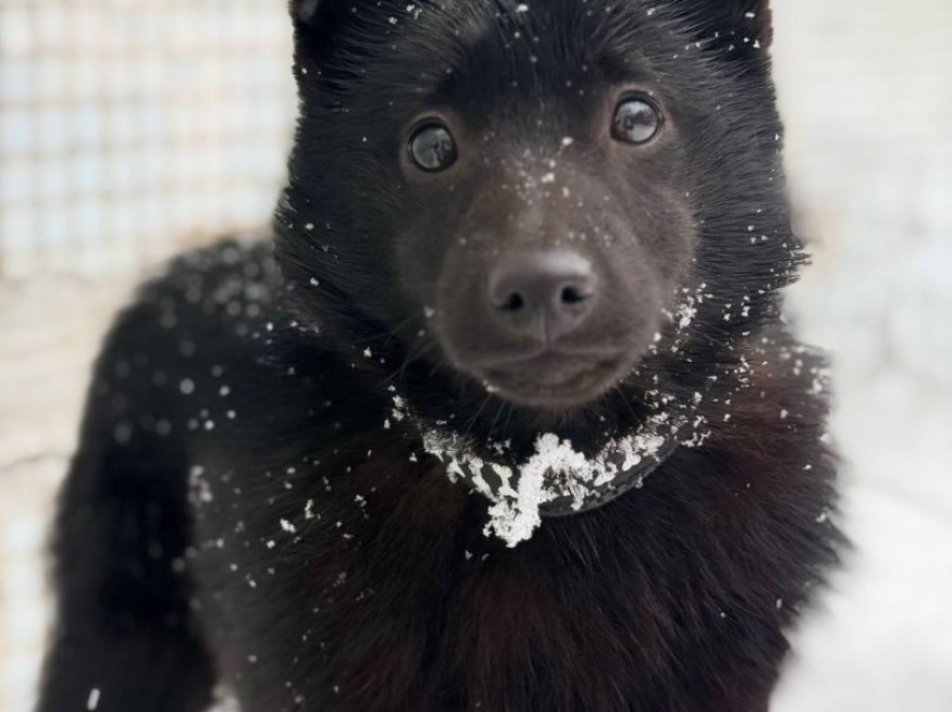 Лоу - собака в клубе «Звёздный Пёс»