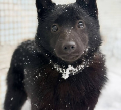Лоу - собака в клубе «Звёздный Пёс»