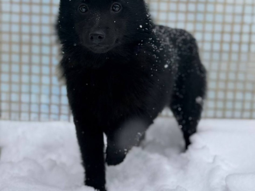Джина - собака в клубе «Звёздный Пёс»