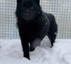 Джина - собака в клубе «Звёздный Пёс»