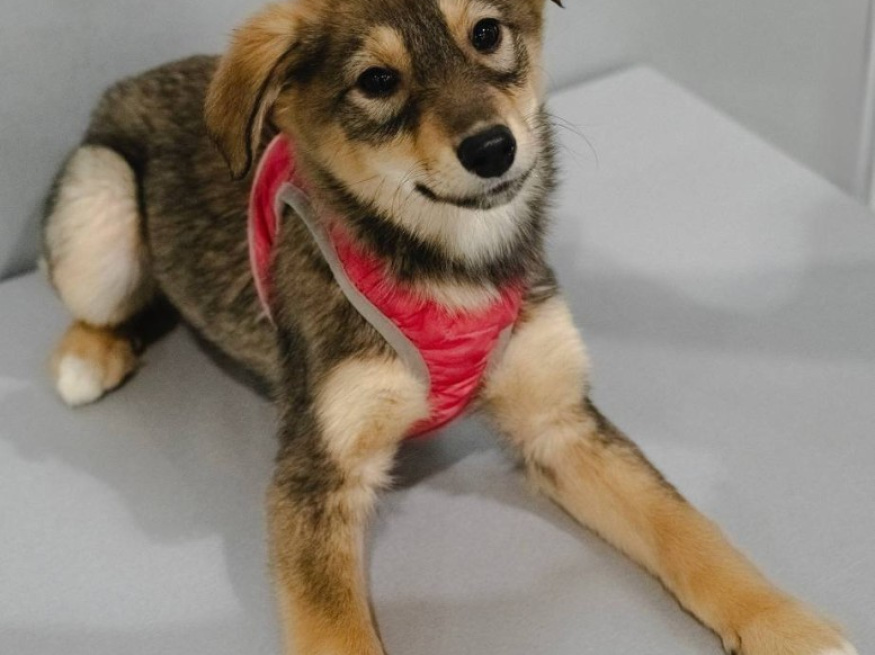 Вельвет - собака в клубе «Звёздный Пёс»