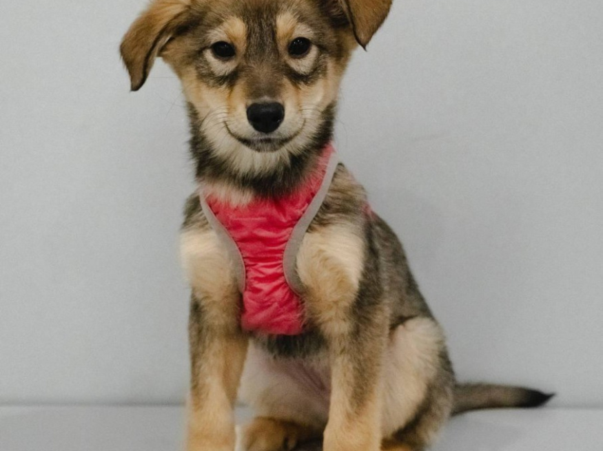 Вельвет - собака в клубе «Звёздный Пёс»