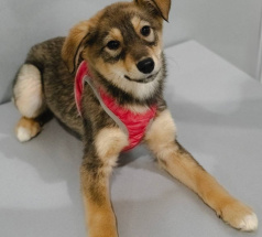 Вельвет - собака в клубе «Звёздный Пёс»