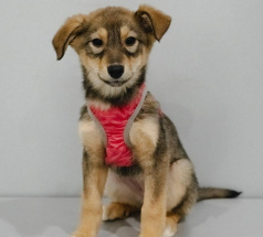 Вельвет - собака в клубе «Звёздный Пёс»