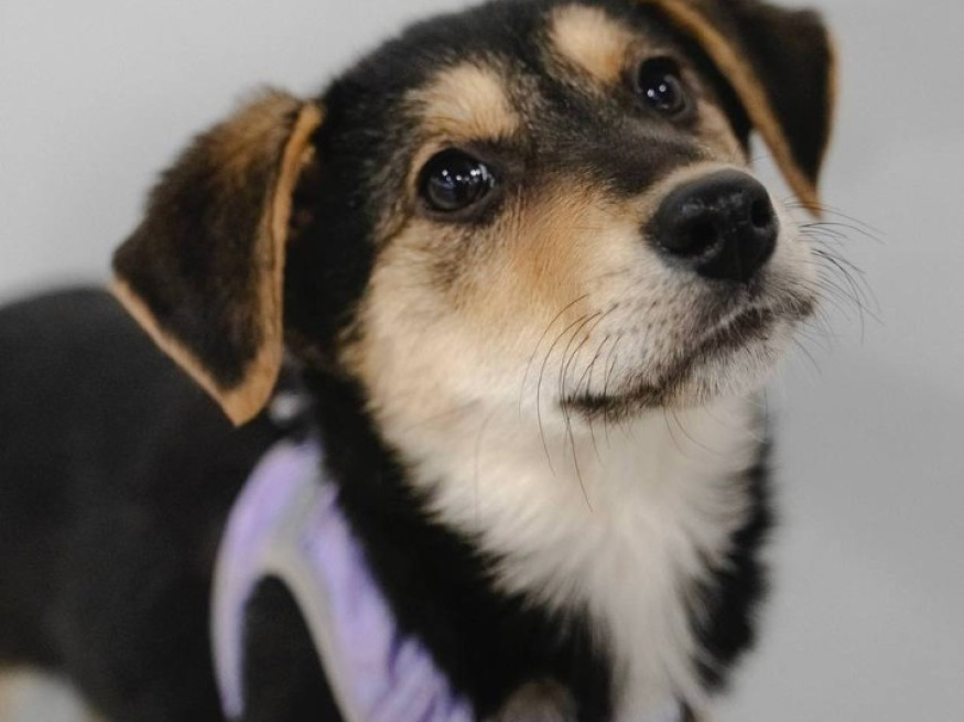 Текила - собака в клубе «Звёздный Пёс»