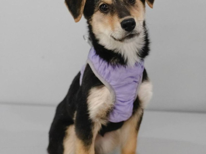 Текила - собака в клубе «Звёздный Пёс»