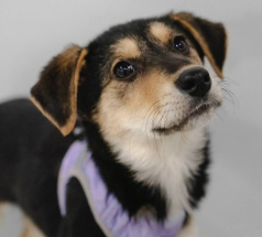 Текила - собака в клубе «Звёздный Пёс»