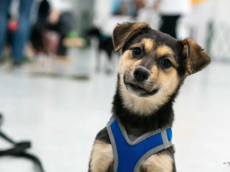 Фанта - собака в клубе «Звёздный Пёс»