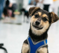 Фанта - собака в клубе «Звёздный Пёс»