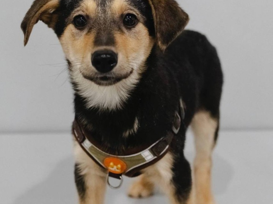 Кола - собака в клубе «Звёздный Пёс»