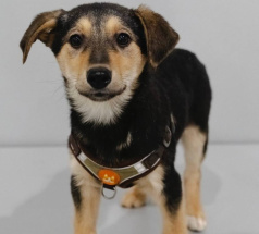 Кола - собака в клубе «Звёздный Пёс»