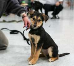 Кола - собака в клубе «Звёздный Пёс»