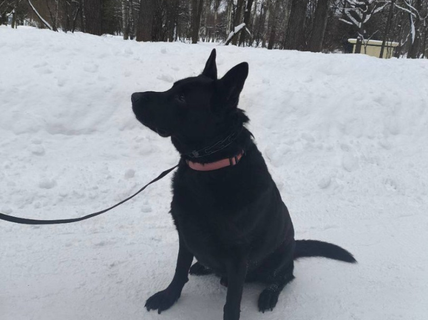 Хорс - поисковая собака в клубе «Звёздный Пёс»