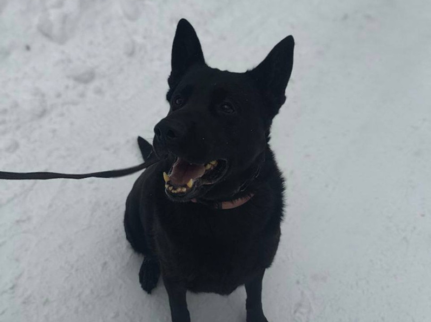 Хорс - поисковая собака в клубе «Звёздный Пёс»