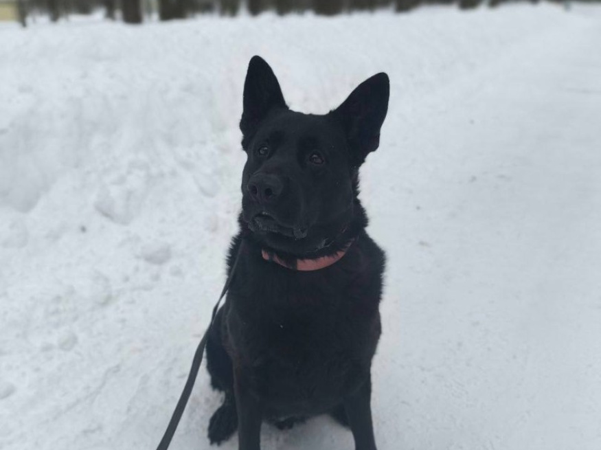 Хорс - поисковая собака в клубе «Звёздный Пёс»