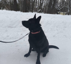 Хорс - поисковая собака в клубе «Звёздный Пёс»