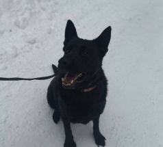 Хорс - поисковая собака в клубе «Звёздный Пёс»