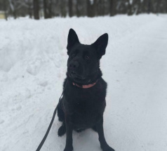 Хорс - поисковая собака в клубе «Звёздный Пёс»