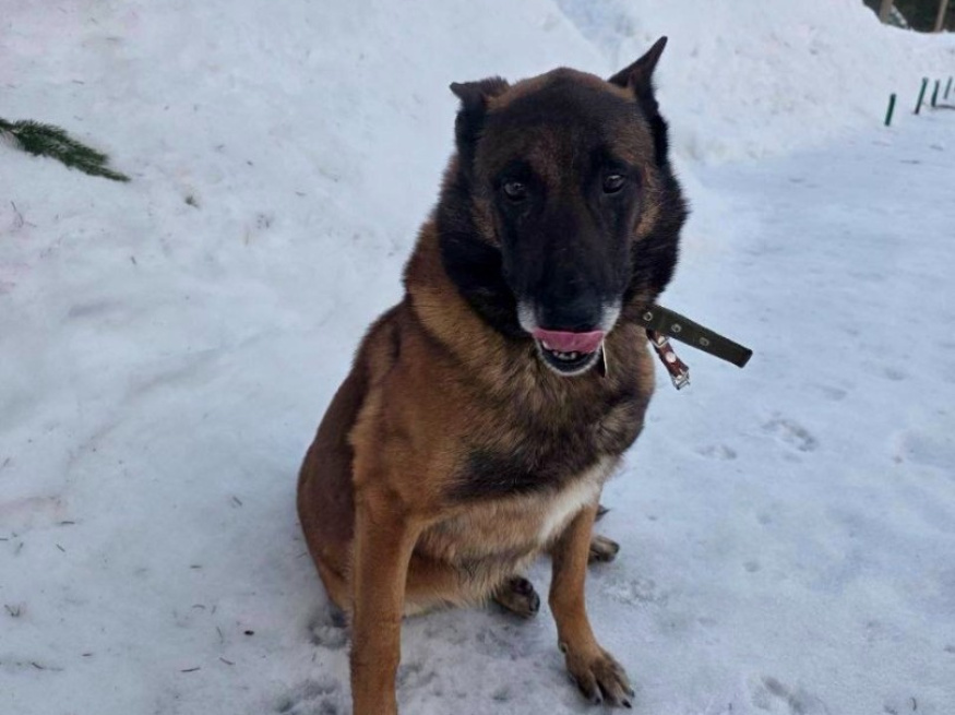 Флаер - собака в клубе «Звёздный Пёс»