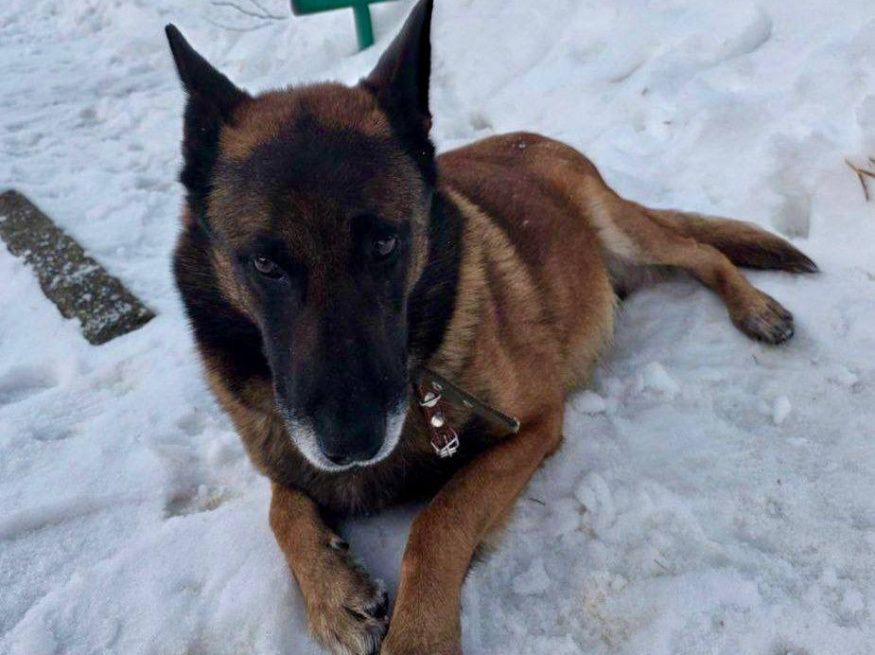 Флаер - собака в клубе «Звёздный Пёс»