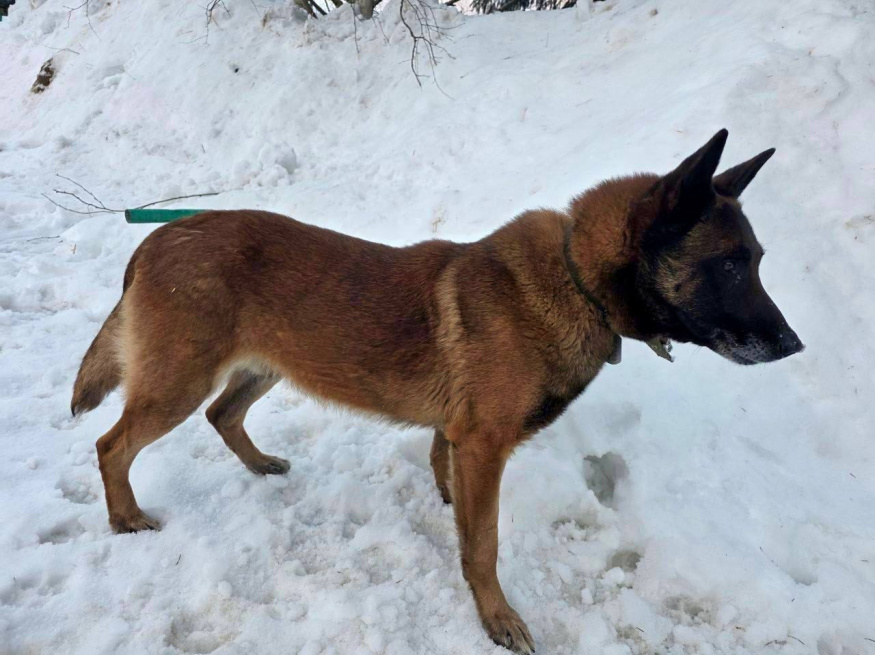 Флаер - собака в клубе «Звёздный Пёс»