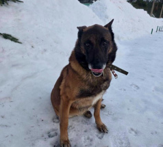 Флаер - собака в клубе «Звёздный Пёс»