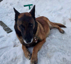 Флаер - собака в клубе «Звёздный Пёс»