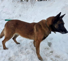 Флаер - собака в клубе «Звёздный Пёс»