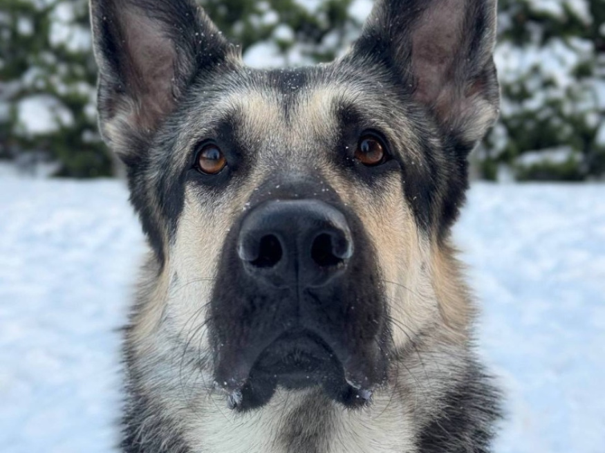 Юта - собака в клубе «Звёздный Пёс»