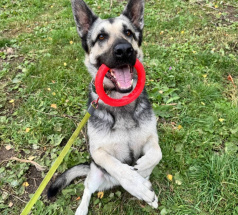 Юта - собака в клубе «Звёздный Пёс»