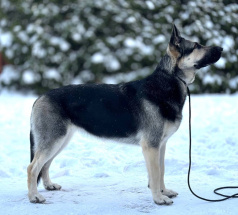 Юта - собака в клубе «Звёздный Пёс»