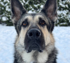 Юта - собака в клубе «Звёздный Пёс»
