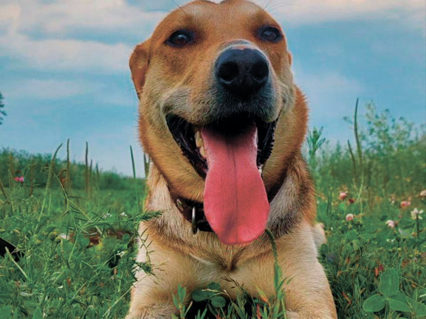 Робинзон - собака в клубе «Звёздный Пёс»