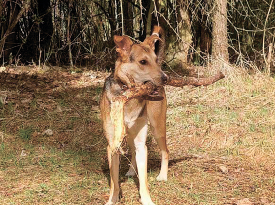 Робинзон - собака в клубе «Звёздный Пёс»