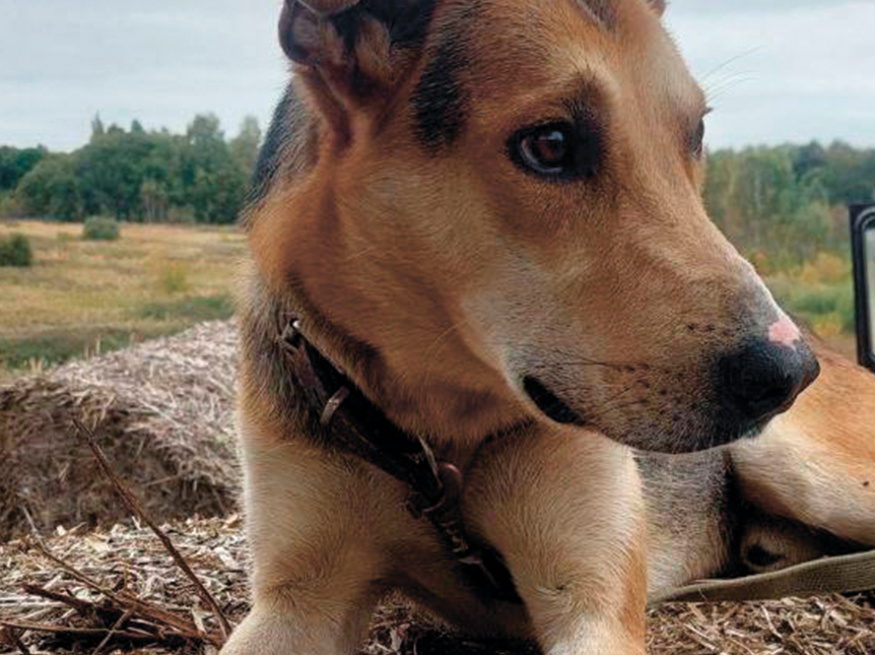Робинзон - собака в клубе «Звёздный Пёс»