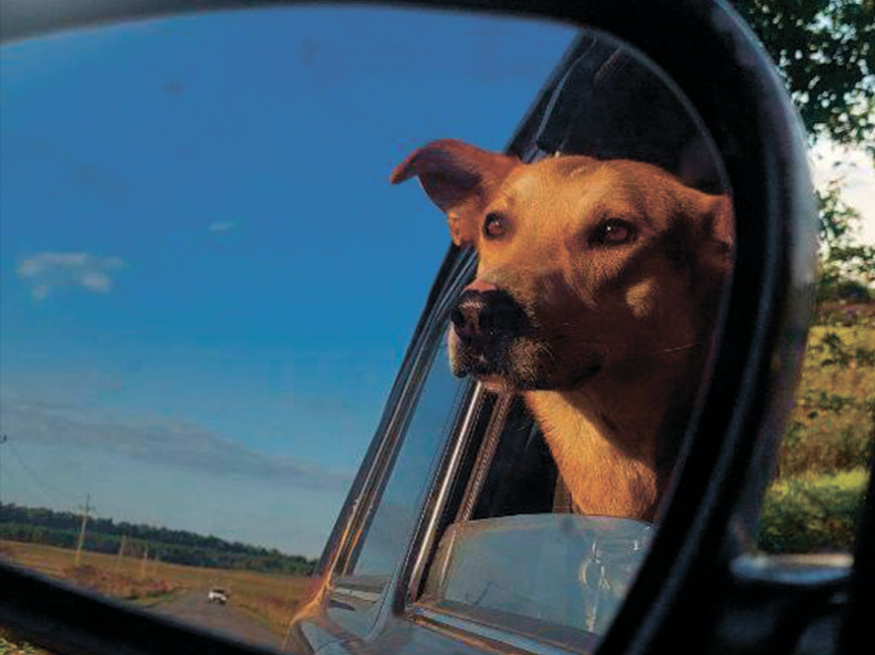 Робинзон - собака в клубе «Звёздный Пёс»