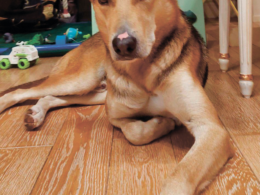 Робинзон - собака в клубе «Звёздный Пёс»