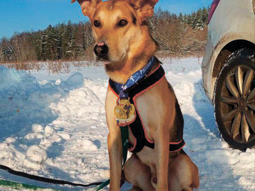 Робинзон - собака в клубе «Звёздный Пёс»