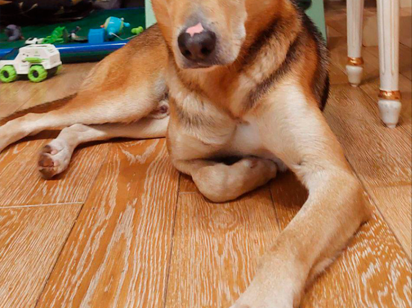 Робинзон - собака в клубе «Звёздный Пёс»