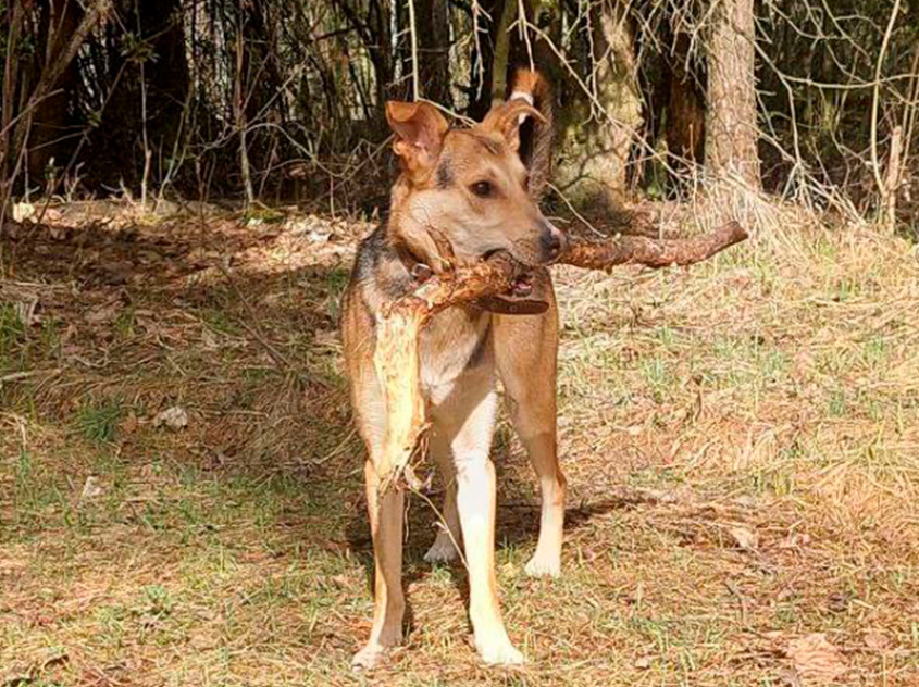Робинзон - собака в клубе «Звёздный Пёс»