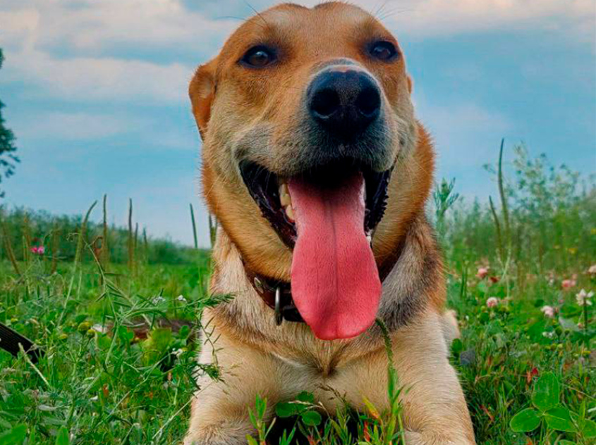 Робинзон - собака в клубе «Звёздный Пёс»