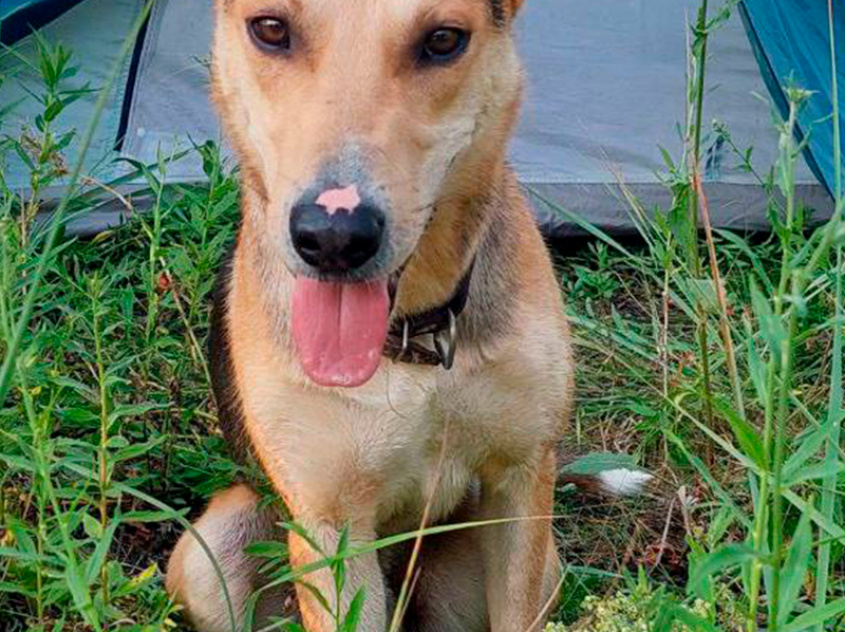 Робинзон - собака в клубе «Звёздный Пёс»